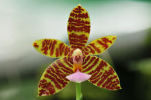 Phalaenopsis El Tigre