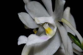 Phalaenopsis tetraspis budowa