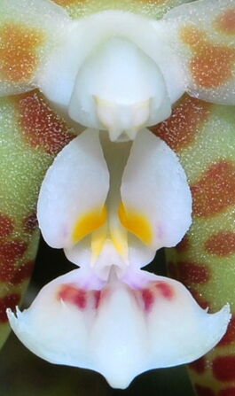 Phalaenopsis doweryënsis budowa.jpg