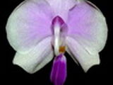 5. Rodzaj Phalaenopsis - Podrodzaj Proboscidioides