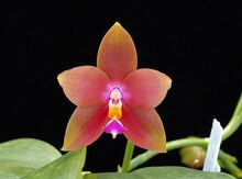 Phalaenopsis Penang Girl 'Tejas'