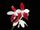 Phalaenopsis tetraspis c1.jpg