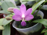 Doritaenopsis Purple Martin