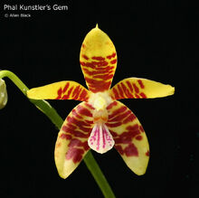 Phalaenopsis Kunstler's Gem