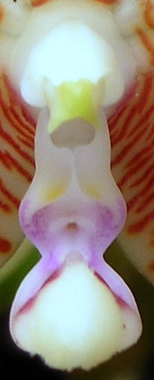 Phalaenopsis inscriptiosinensis budowa2.jpg
