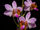 Phalaenopsis regnieriana