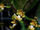 Phalaenopsis chibae