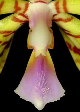 Phalaenopsis reichenbachiana budowa.jpg