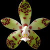 Phalaenopsis doweryënsis thumb.jpg