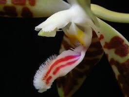 Phalaenopsis sumatrana budowa2.jpg