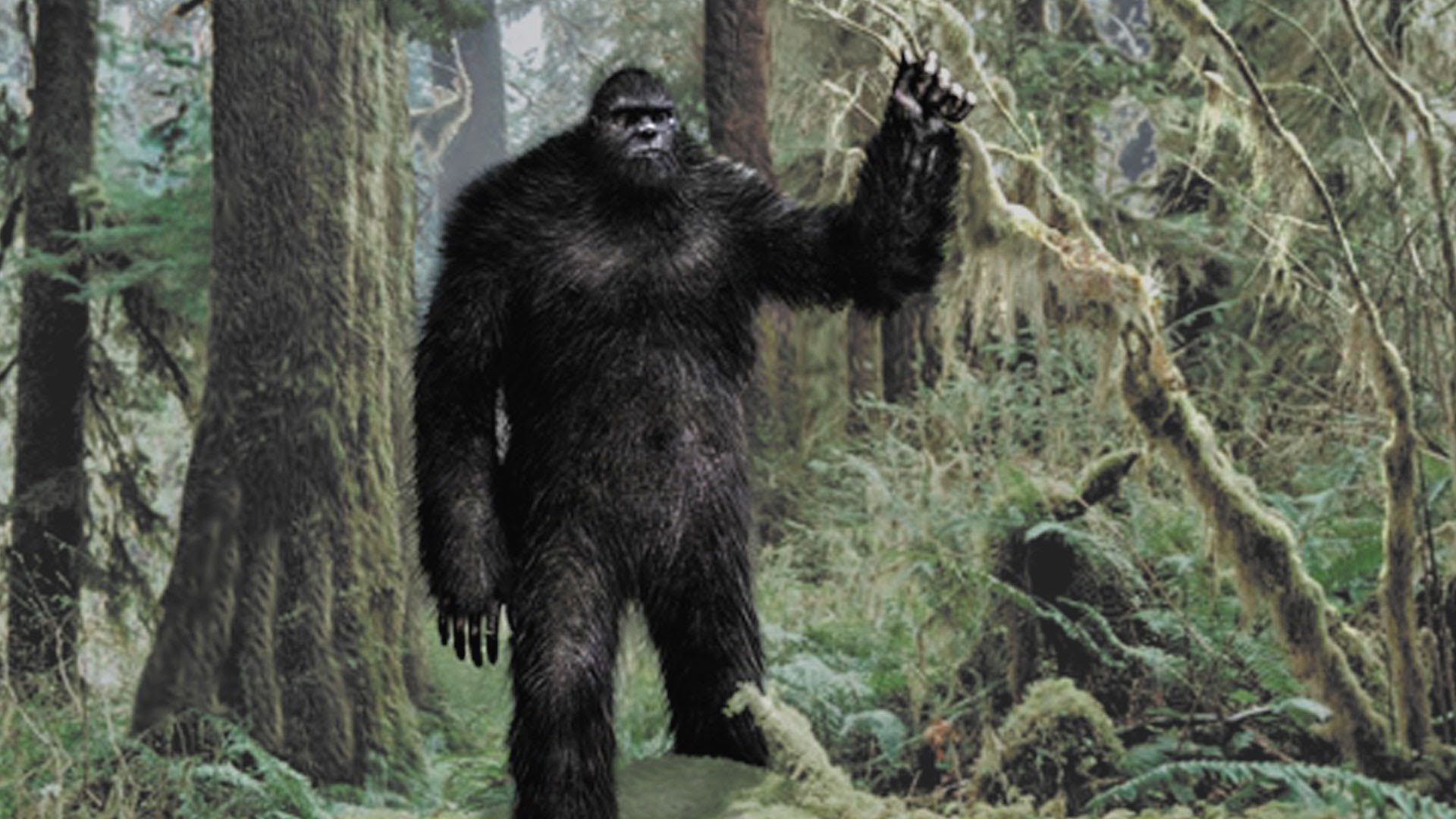 Bigfoot (Creature), Finding Bigfoot (Game) Wiki