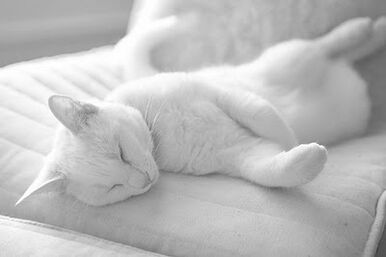 White cat on white couch by pizazz at flickr