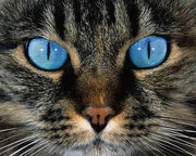 Blue Eyed Tabby Cat by OnlyAngel55