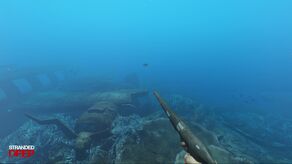 Spearfishing