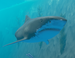 Shark, Stranded Deep Wiki