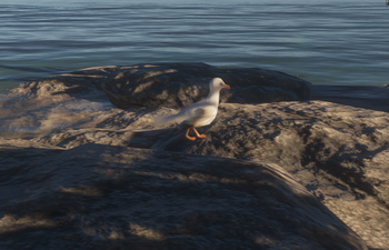 LandedSeagull