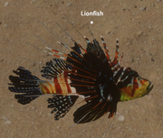 Lionfish 2