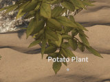 Plants de patate