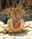 Wilson (the "character" that Wollie is based on), as he appears in Cast Away.