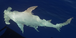 Shark, Stranded Deep Wiki