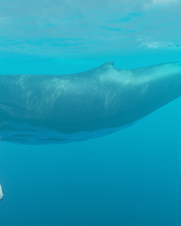 Humpback Whale Stranded Deep Wiki Fandom