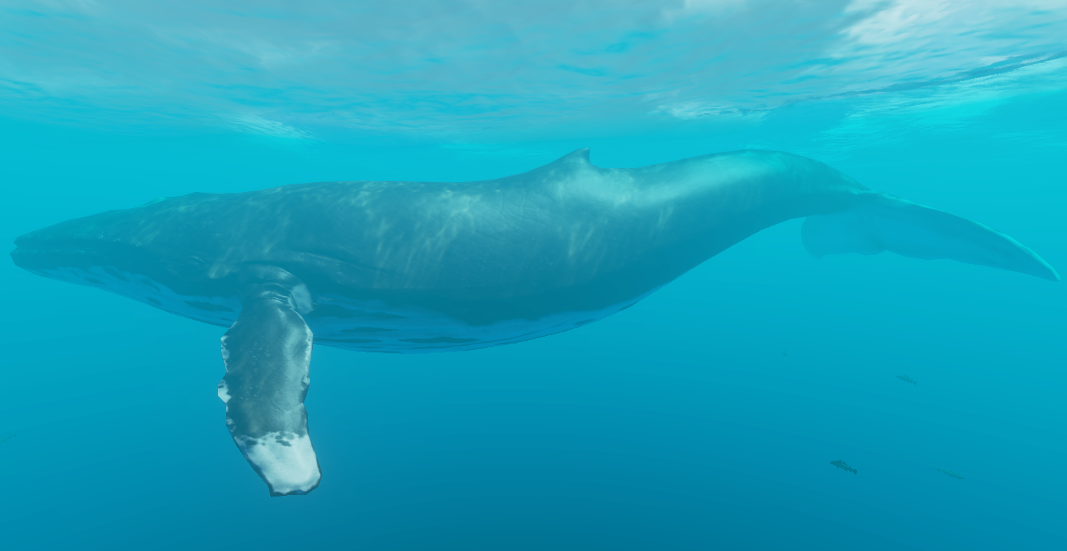 Stranded whales swim back into danger, Whales