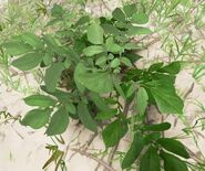 Wild Potato Plant