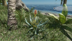quadri agave Agave lophantha 'Quadricolor' – The Madd Potter main image 0