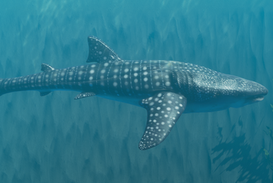 The Meg, Stranded Deep Wiki