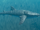 Whale Shark