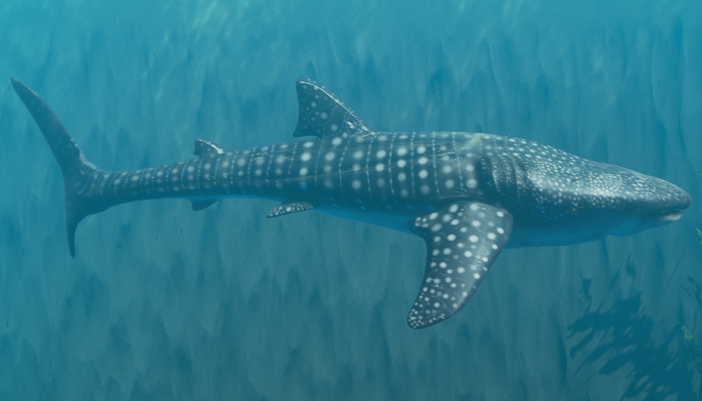 where to find whale sharks in stranded deep｜TikTok Search