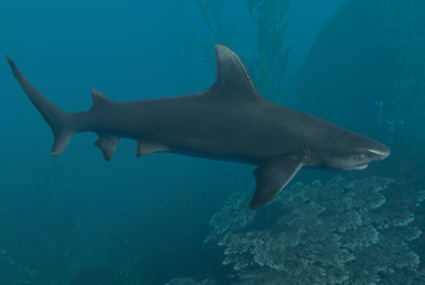 The Meg, Stranded Deep Wiki