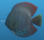 Lionfish, Stranded Deep Wiki