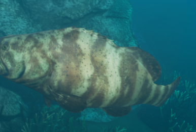 Hog, Stranded Deep Wiki