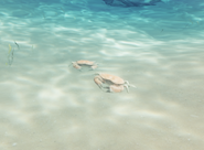 A couple of crabs in shallow waters