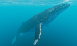 Humpback Whale | Stranded Deep Wiki | Fandom Humpback Whale | Stranded Deep Wiki | Fandom