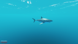 The Meg, Stranded Deep Wiki