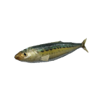 Sardine.png