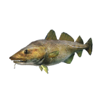 Cod.png