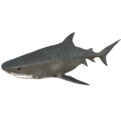 Tiger Shark