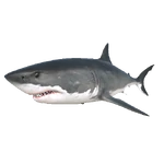 Great White Shark.png