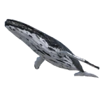 Humpback Whale.png