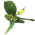 Pipi.png