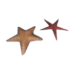 Starfish.png