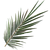 Palm Frond