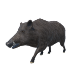 Boar