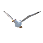 Seagull