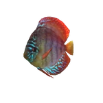 Discus.png