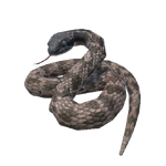 Night Snake