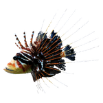 Lionfish, Stranded Deep Wiki